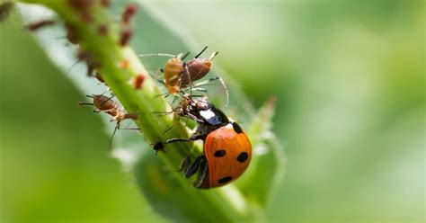 Do ladybugs eat rolly pollies. Things To Know About Do ladybugs eat rolly pollies. 